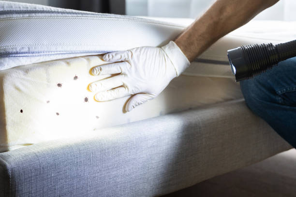 Best Local Pest Control Services  in Georgetown, GA