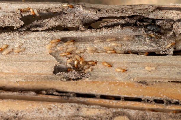 Best Affordable Pest Control Services  in Georgetown, GA
